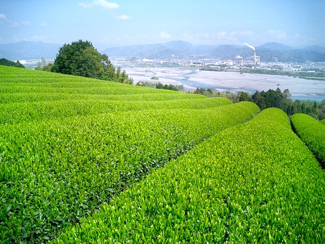 島田市の茶畑