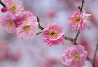 新年度フェア