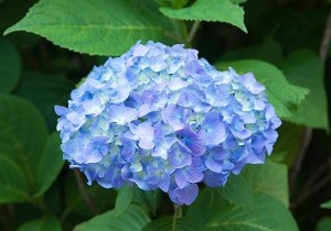 季節の花